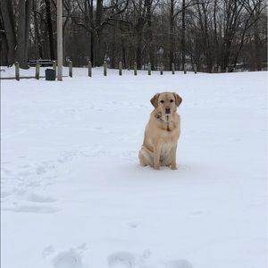 Meet your Posher, Allie